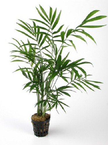 Chamaedorea elegans in pot